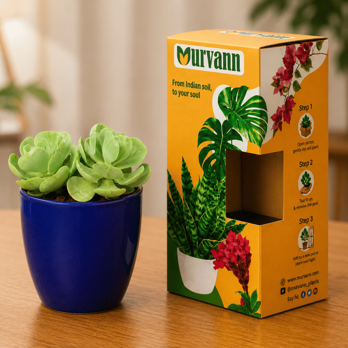 Echeveria Suncup Succulent in 4 Inch Royal Blue Pixel Cup Ceramic Planter - in Premium Gifting Box