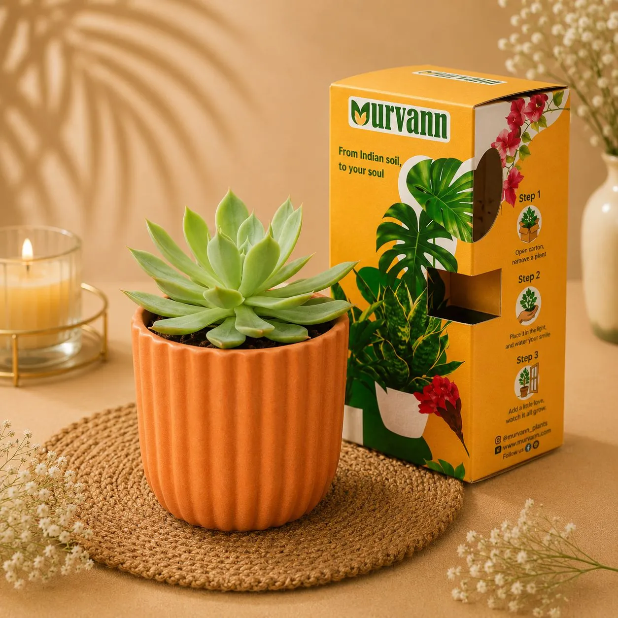 Echeveria Elegans Succulent in 5 Inch Sand Beige Vine Ceramic Planter - in Premium Gifting Box