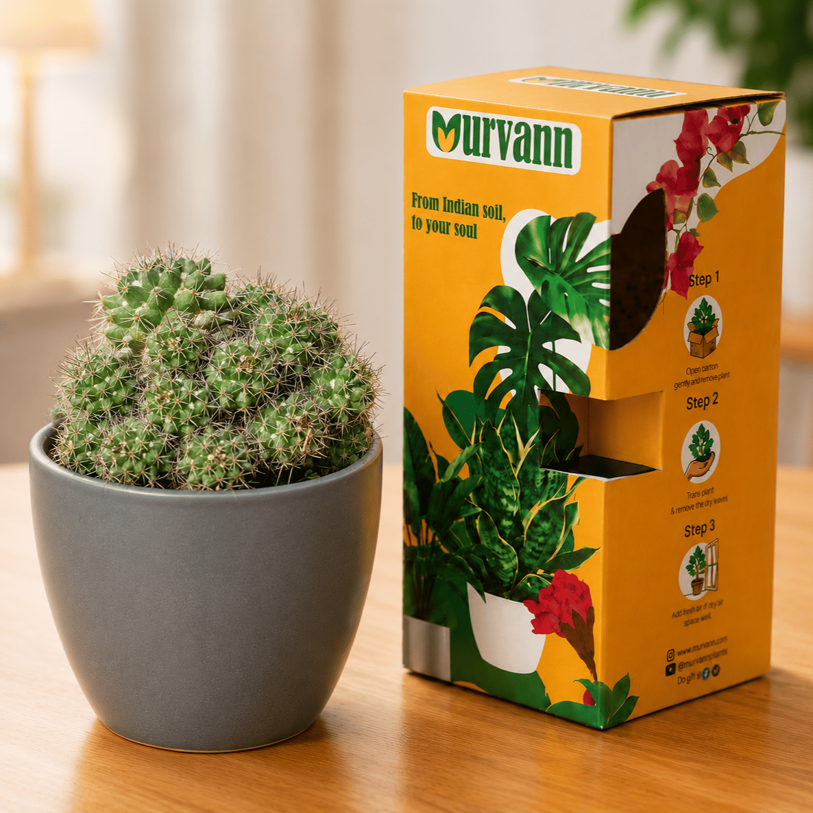 Mammillaria Glochidiata Cactus in 4 Inch Grey Matt Pixel Cup Ceramic Planter - in Premium Gifting Box