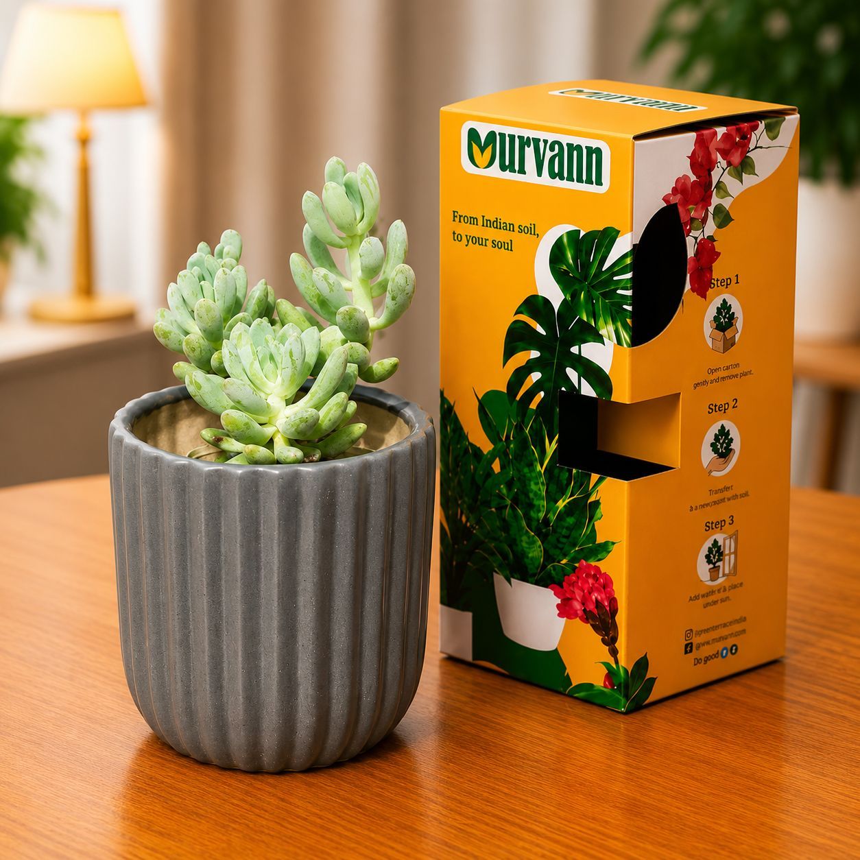 Pachyphytum Oviferum Succulent (Moonstone) in 5 Inch Slate Grey Vine Ceramic Planter - in Premium Gifting Box