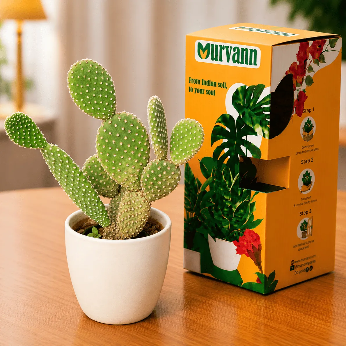 Bunny Ear Cactus in 4 Inch White Glossy Bloom Cup Ceramic Planter - in Premium Gifting Box
