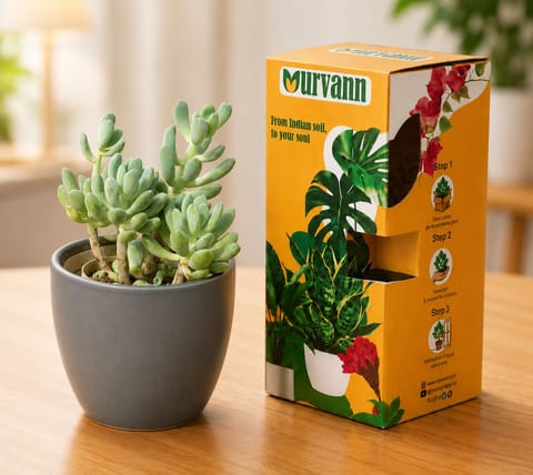 Pachyphytum Oviferum Succulent (Moonstone) in 4 Inch Grey Matt Pixel Cup Ceramic Planter - in Premium Gifting Box