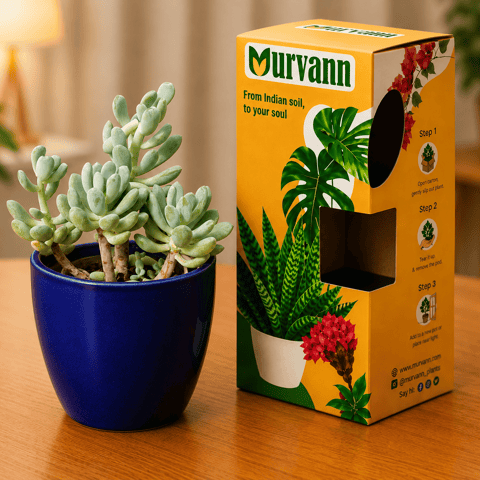 Pachyphytum Oviferum Succulent (Moonstone) in 4 Inch Royal Blue Pixel Cup Ceramic Planter - in Premium Gifting Box