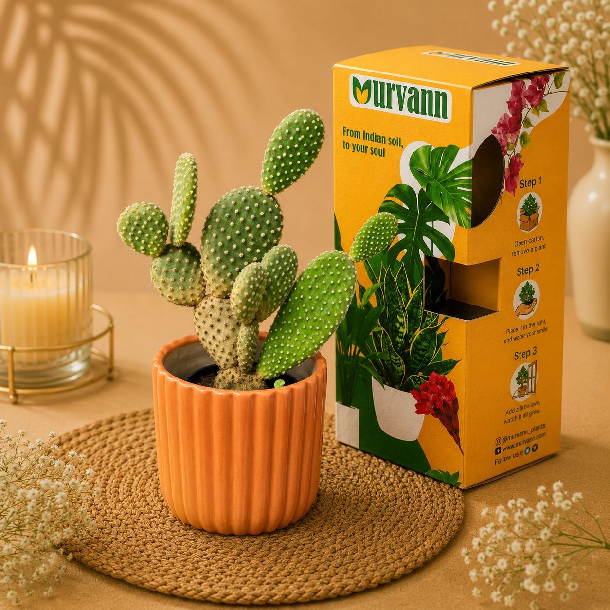 Bunny Ear Cactus in 5 Inch Sand Beige Vine Ceramic Planter - in Premium Gifting Box