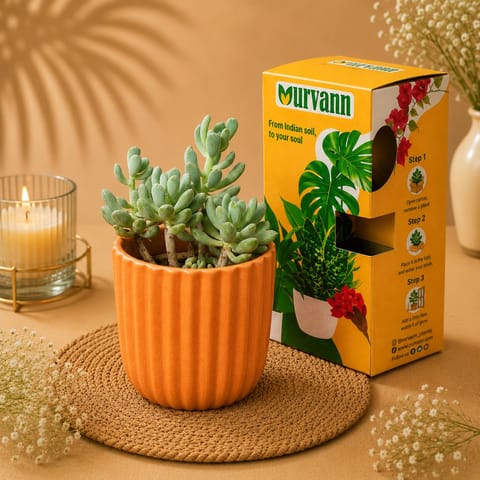 Pachyphytum Oviferum Succulent (Moonstone) in 5 Inch Sand Beige Vine Ceramic Planter - in Premium Gifting Box