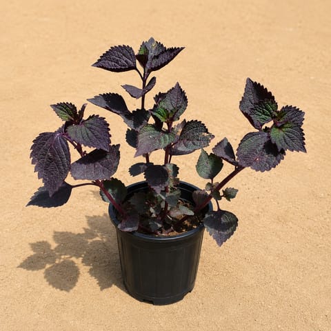 Coleus in 4 Inch Live Fresh Plant Nursery Pot in Dlf Phase 1