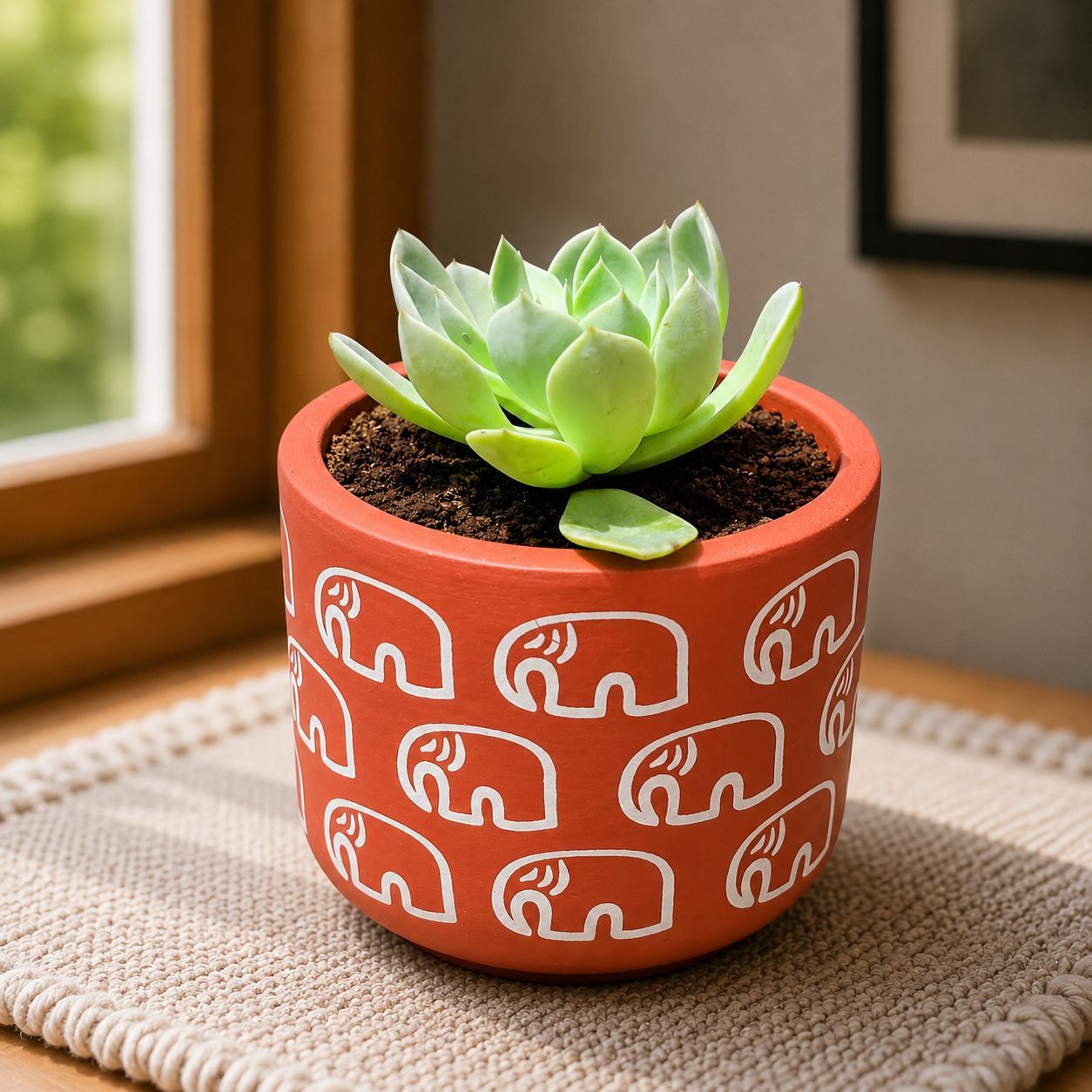 Echeveria Elegans Succulent in 4 inch Gajraaj Premium Clay Terracotta Planter - in Premium Gifting Box