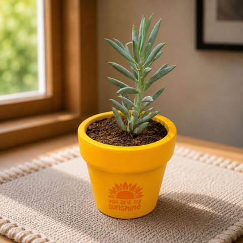 Curio Repens Succulent in 4 Inch Live Fresh Plant Happy Sunshine Premium Clay Terracotta Planter - in Premium Gifting Box in Govandi