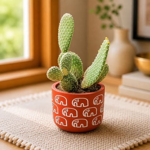 Bunny Ear Cactus in 4 inch Gajraaj Premium Clay Terracotta Planter - in Premium Gifting Box