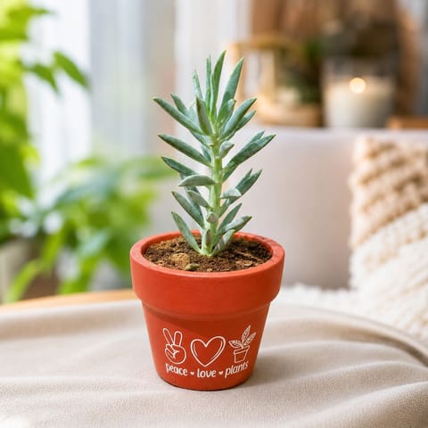 Curio Repens Succulent in 4 Inch Live Fresh Plant Peace Love Plants Premium Clay Terracotta Planter - in Premium Gifting Box in Tilak Nagar