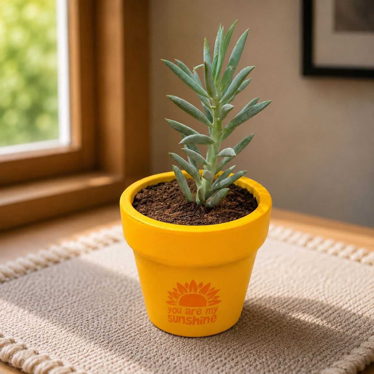 Curio Repens Succulent in 4 inch Happy Sunshine Premium Clay Terracotta Planter - in Premium Gifting Box