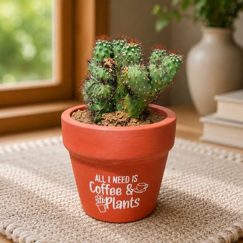 Boxer cactus in 4 inch Brew & Blosssom Premium Clay Terracotta Planter - in Premium Gifting Box