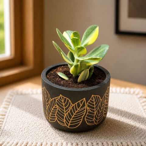 Crassula Variegated Succulent  in 4 inch Golden Leaf Premium Clay Terracotta Planter - in Premium Gifting Box