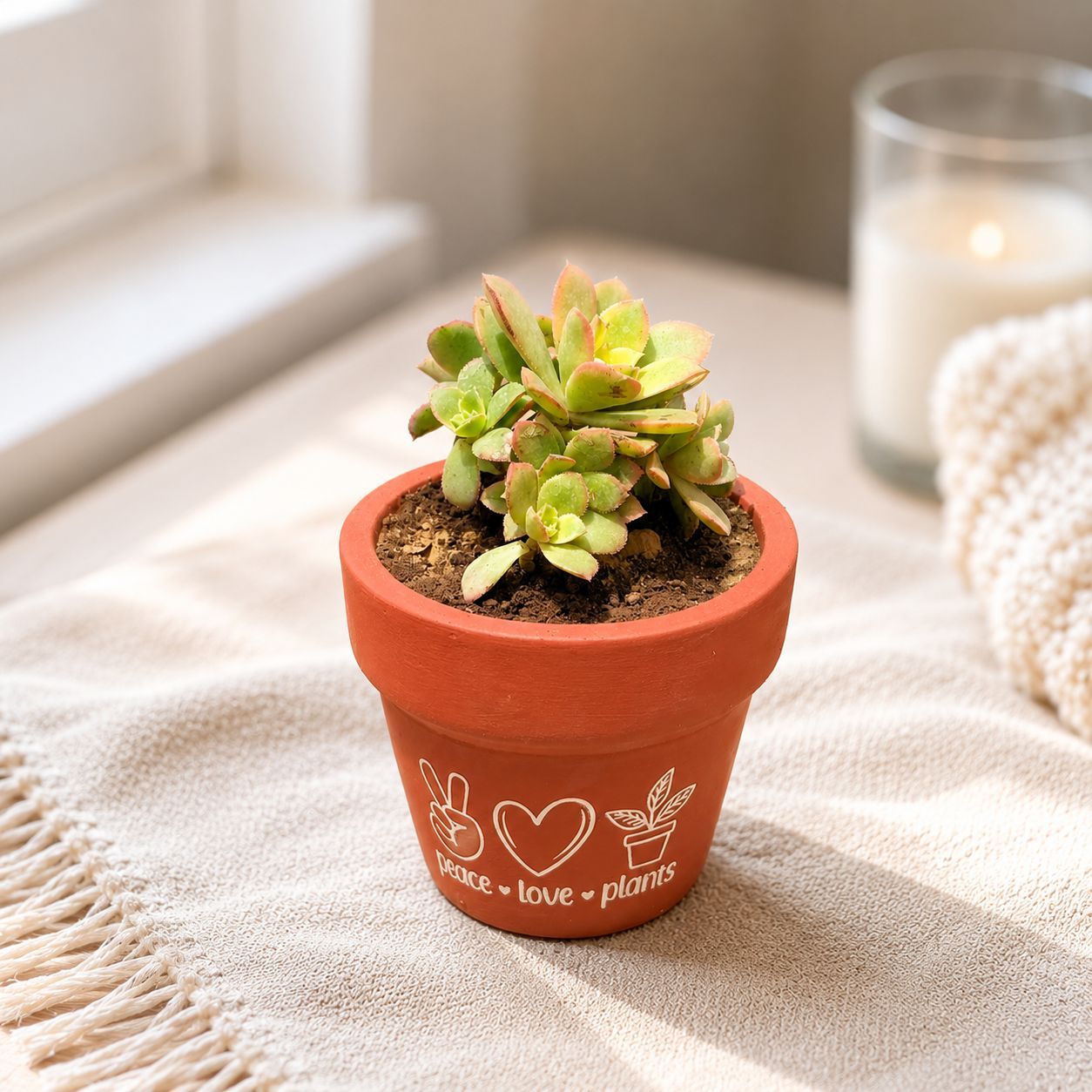 Echeveria Red Succulent in 4 inch Peace Love Plants Premium Clay Terracotta Planter - in Premium Gifting Box