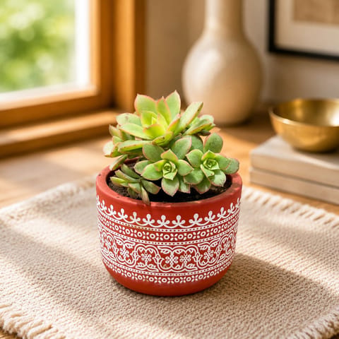 Echeveria Red Succulent in 4 inch Handpainted Mandala Premium Clay Terracotta Planter - in Premium Gifting Box