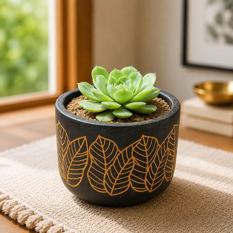 Echeveria Suncup Succulent in 4 inch Golden Leaf Premium Clay Terracotta Planter - in Premium Gifting Box