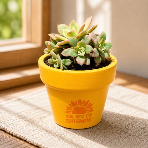 Echeveria Red Succulent in 4 Inch Live Fresh Plant Happy Sunshine Premium Clay Terracotta Planter - in Premium Gifting Box in Sector 58