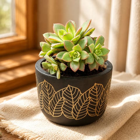 Echeveria Red Succulent in 4 inch Golden Leaf Premium Clay Terracotta Planter - in Premium Gifting Box