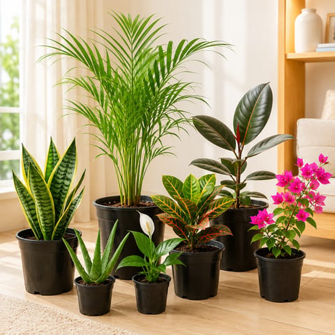 Summer Fresh Breeze Plant Combo - Set of 7 | Natural AC Plants to Beat the Heat