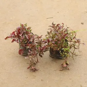 Set of 2 - Alternanthera Red in 4 Inch Nursery bag
