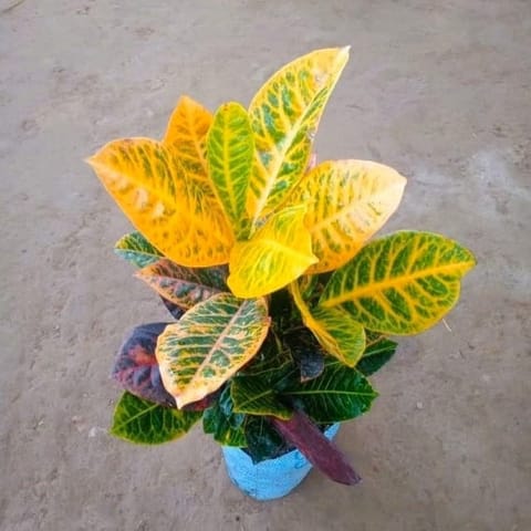 Croton Petra in 4 Inch Nursery bag