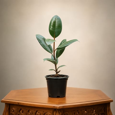 Rubber in 4 Inch Nursery Pot