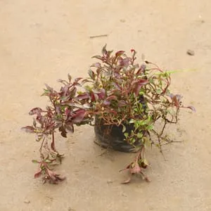 Alternanthera Red in 4 Inch Nursery bag