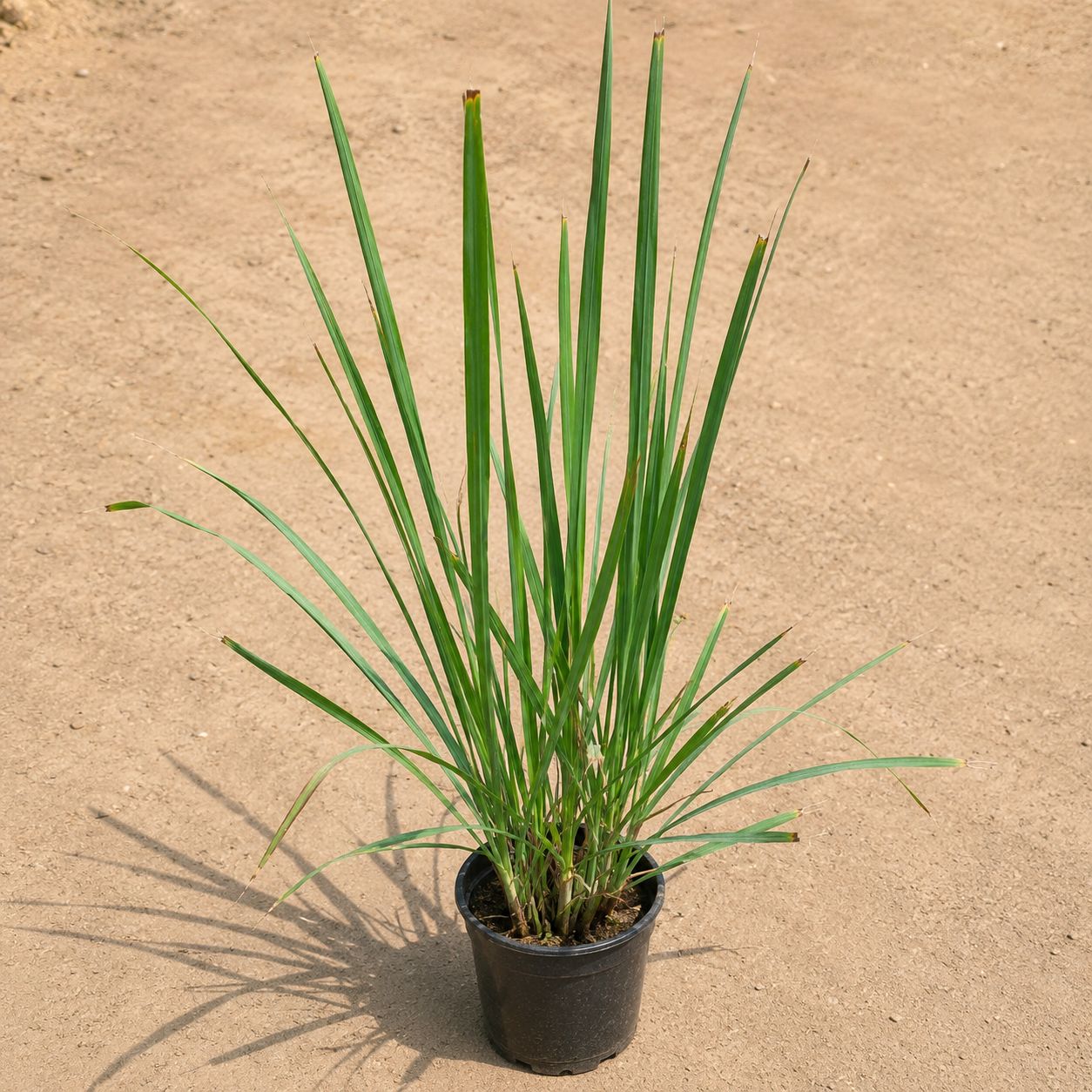 Lemon Grass in 6 Inch Nursery Pot