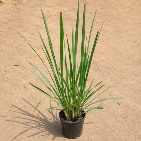 Lemon Grass in 6 Inch Nursery Pot