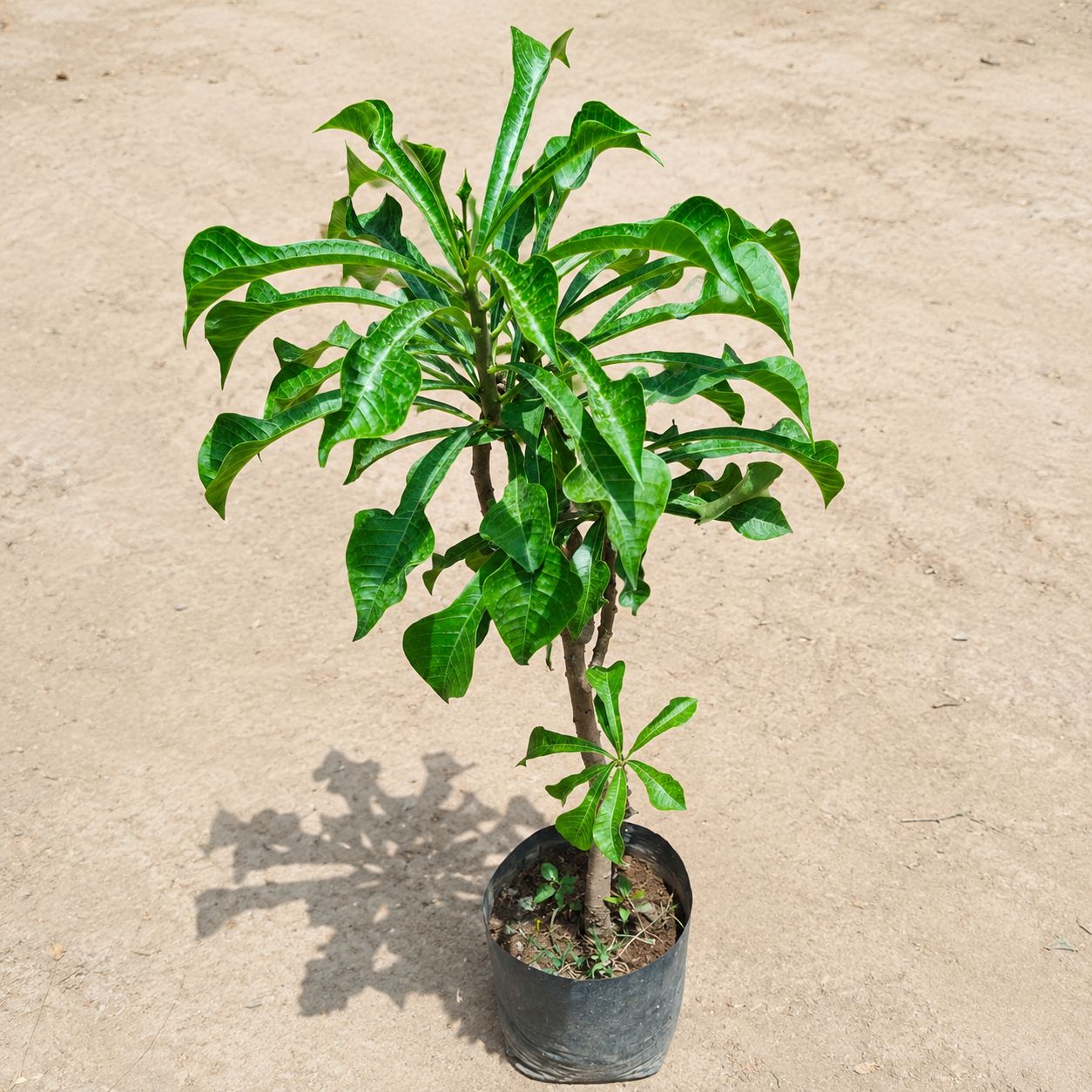 Naag Champa in 8 Inch Nursery Bag