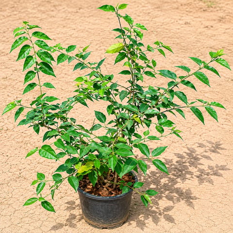 Juhi / Jasmine in 6 Inch Nursery Pot