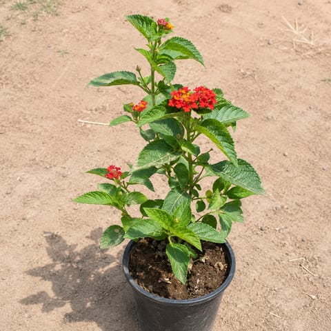 Laltena/Lantana (Any Colour) in 6 Inch Live Fresh Plant Nursery Pot in Sector 65