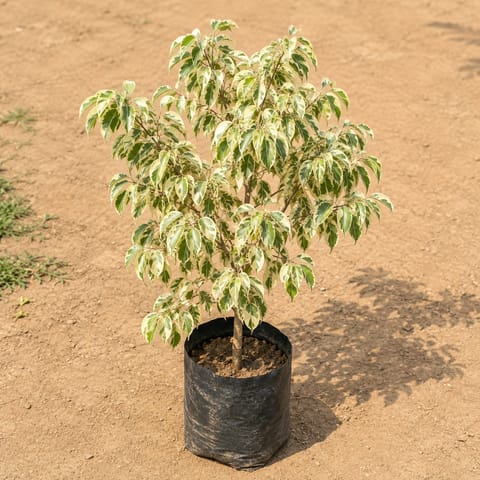 Ficus Starlight in 8 Inch Nursery Bag