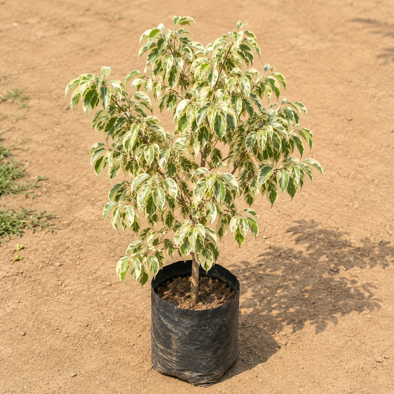 Ficus Starlight in 8 Inch Nursery Bag