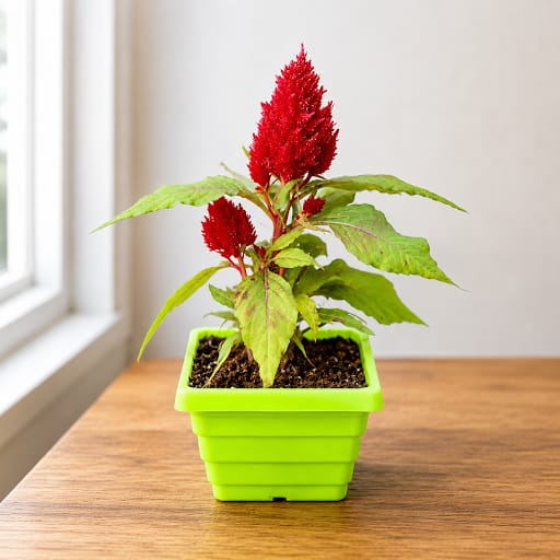 Celosia / Cockscomb (any colour) in 4 Inch Green Premium Orchid Square Plastic Pot