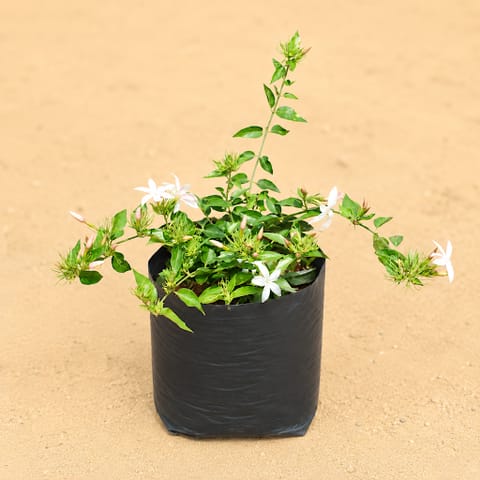 Kund Bel / Jasmine in 6 Inch Nursery Bag