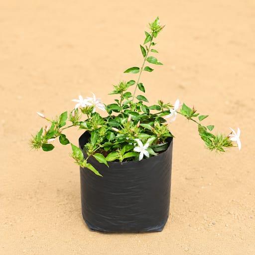Kund Bel / Jasmine in 6 Inch Nursery Bag