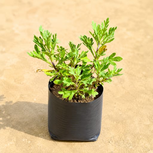 Lavender in 4 Inch Nursery Bag