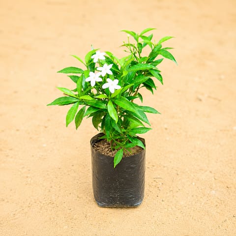 Chandni Dwarf (~ 1 Ft) in 3 Inch Nursery Bag