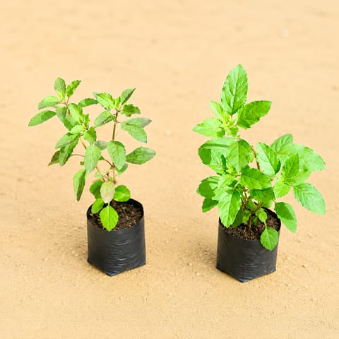 Tulsi Parampara Pack - Set of 2 - Tulsi (Rama & Shyama) in 4 Inch Nursery Bag