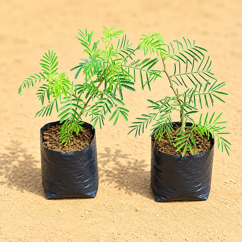 Set of 2 - Shami Plants in 4 Inch Nursery Bag