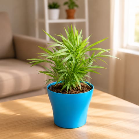 Gift Ready - Chamaedorea Palm in 4 Inch Live Fresh Plant English Blue Premium Daisy Plastic Planter - in Premium Gifting Box in Sector 38