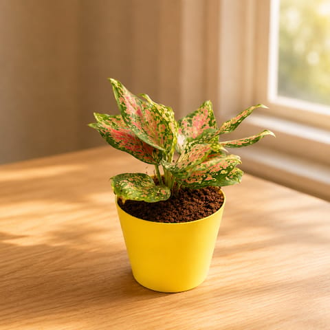 Gift Ready - Aglaonema Pink in 4 Inch Yellow Florence Self Watering Pot - in Premium Gifting Box