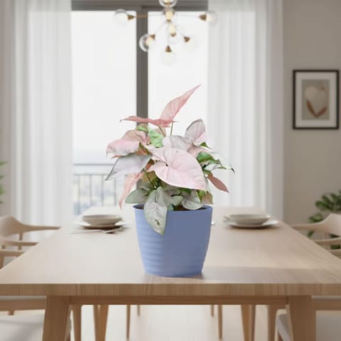 Gift Ready - Syngonium Pink in 5 Inch Elvan Blue Avora Premium Plastic Planter