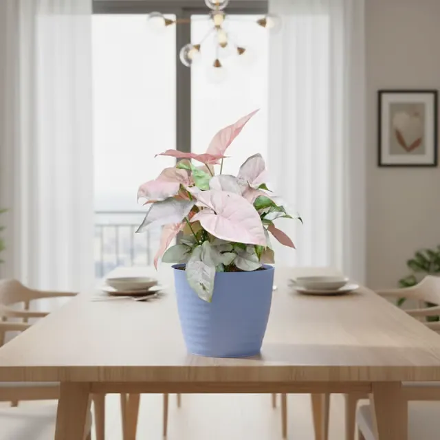 Gift Ready - Syngonium Pink in 5 Inch Elvan Blue Avora Premium Plastic Planter