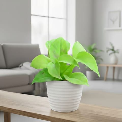 Gift Ready - Money Plant Golden in 5 Inch White Avora Premium Plastic Planter