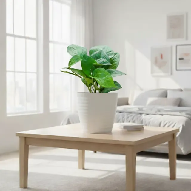 Gift Ready - Money Plant Green in 5 Inch White Avora Premium Plastic Planter
