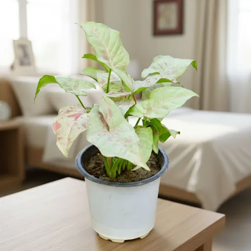 Syngonium Candyfloss in 4 Inch Nursery Pot