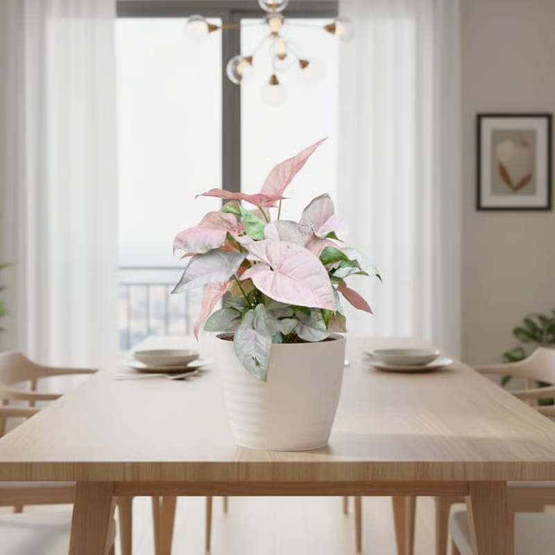 Gift Ready - Syngonium Pink in 5 Inch White Avora Premium Plastic Planter