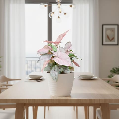 Gift Ready - Syngonium Pink in 5 Inch White Avora Premium Plastic Planter